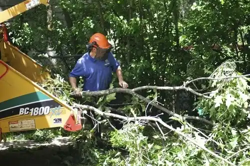 tree services Glouster